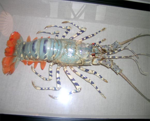 Rainbow Lobsters encased in Framed Box