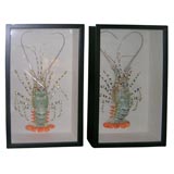 Rainbow Lobsters encased in Framed Box