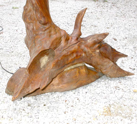 teak driftwood lamp