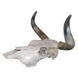 Steer Horns and Skull