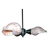 Vintage Pacific Triton seashells chandelier