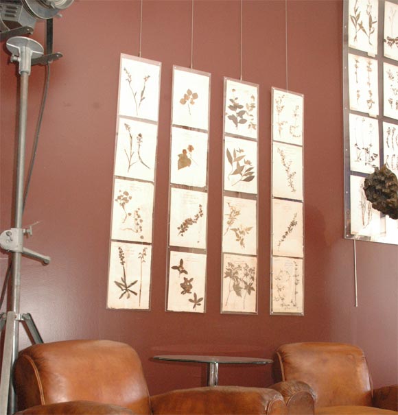 Herbarium/ Botanical Strips