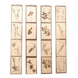 Herbarium/ Botanical Strips