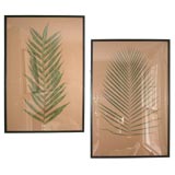 Wonderful Pair Oversized Framed Palm Frond Herberiums