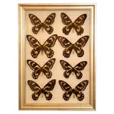 Single Collection of Butterflies