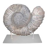 Large Amonite on metal stand