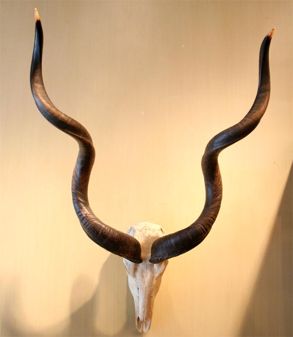 Kudu mount.