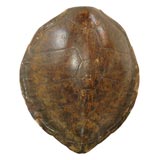 Huge Tortoise Shell