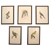 Set of 5 Parrot Prints