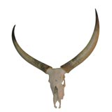 Monumental Cow Skull and Horns