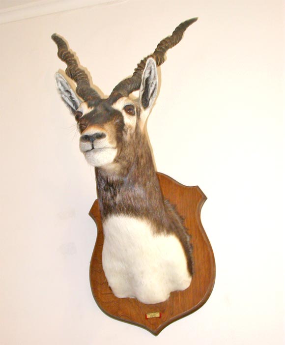 Group of Spectacular Taxidermy Mounts