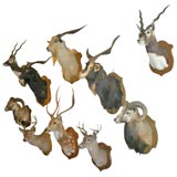 Vintage Group of Spectacular Taxidermy Mounts