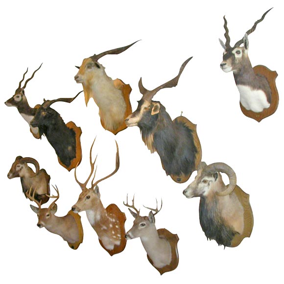 Group of Spectacular Taxidermy Mounts For Sale at 1stDibs