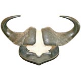 Italian 40s Buffalo Horns