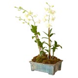 Hahn Dynasty Planter
