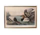 Framed Print of Canvas Backed Duck