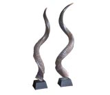 Kudo Horns