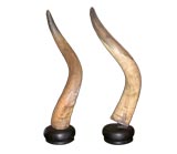 Pair of Large Genuine Steer Horns