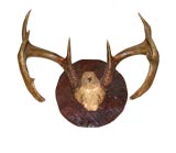 Antlers Wall Plaque