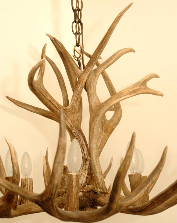 American 5 Point Stag Horn Chandelier