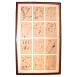 Framed Botanical Study