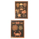 Collection of Sea Creatures, including  Crabs, Starfish and Sea