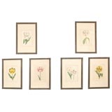 Set of Six Early 19th Century Tulip Engravings