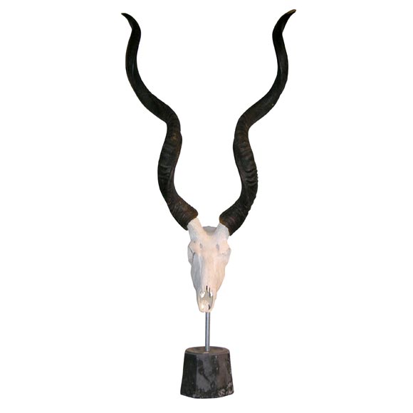 Gnue horn and skull sculpture