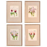 Antique Set of Four Orchid Engravings