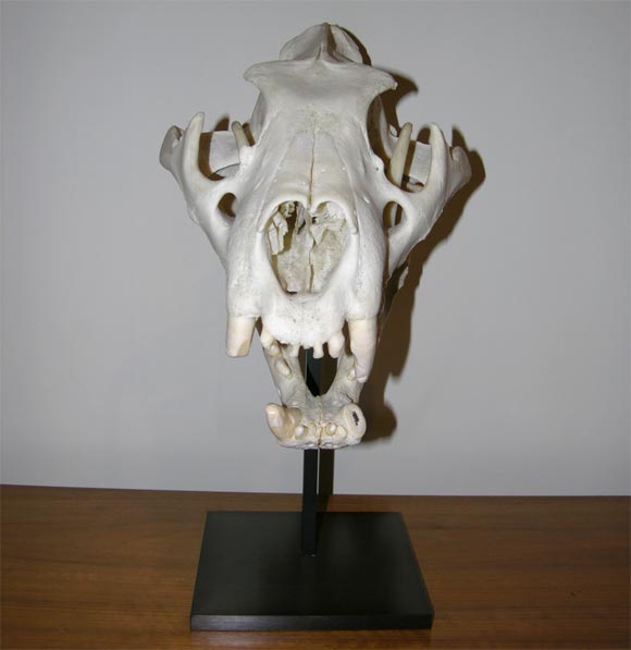 Lion Skull