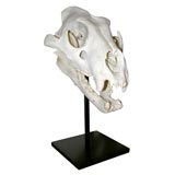 Lion Skull