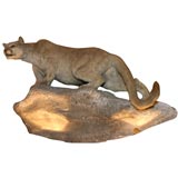 Large Moutain Lion