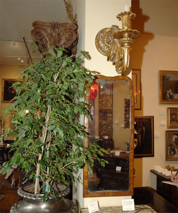 Massive Italian rococo carved giltwood pricket sconce