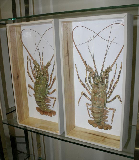 Fantastic Tiger Lobsters Encased in Wood Display Box