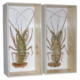 Fantastic Tiger Lobsters Encased in Wood Display Box