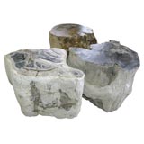 Grouping of Petrified Tree Fossils
