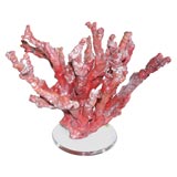 Huge Red Coral Branches on Lucite Base