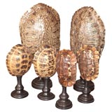 A Selection of Mounted Turtle Shells