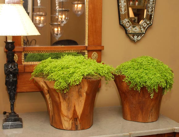 Pair of Buka Bowls with Organic Ferns