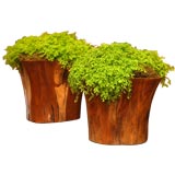 Pair of Buka Bowls with Organic Ferns