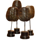 Grand Snapping Turtle Shells Mounted on Stands