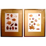 Pair of Fall Leaf Studies Framed
