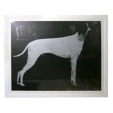 Hound Dog Print