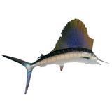 Mounted Fish Trophy