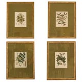Set of Four Hand Colored Engravings of Tree Specimens Set of Four Hand Colored Engravings of Tree Specimens