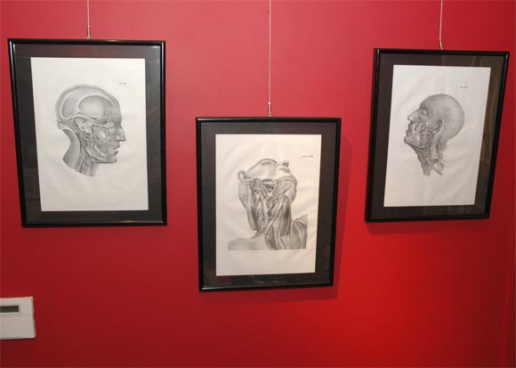 Set of Anatomical plates: details of heads