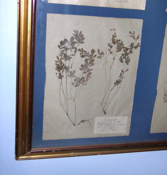 Framed Botanical Print
