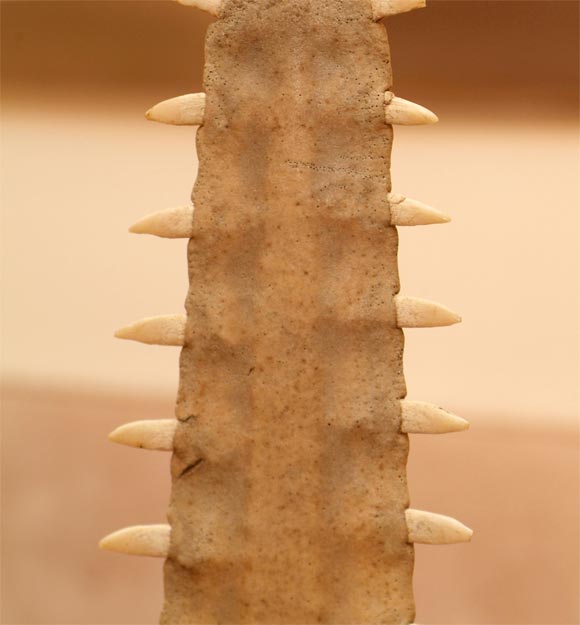 20th Century Saw Tooth Shark Nose