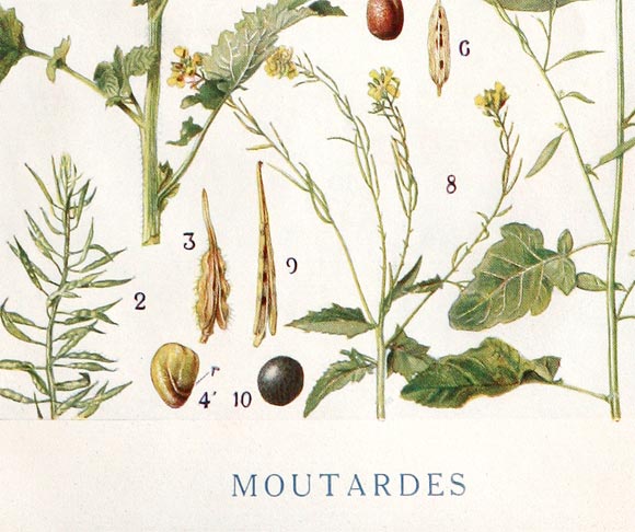 20th Century Botanical Print For Sale