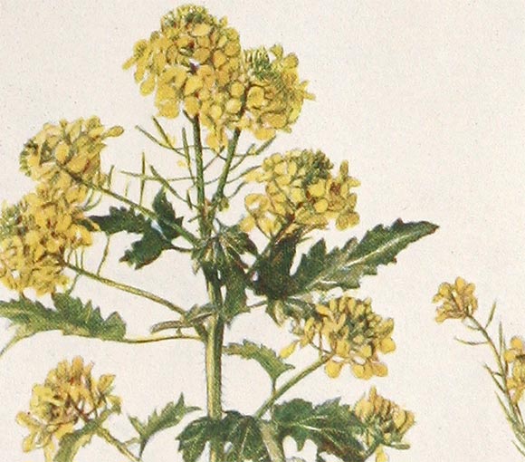 French Botanical Print For Sale